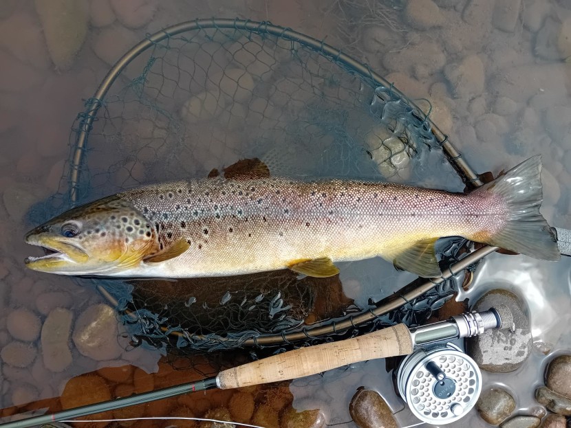 Middle Usk trout - Seth Johnson-Marshall